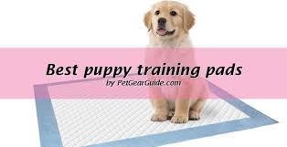 This works for small dogs and puppies for occasions where going outside isn't a good option. Top 12 Best Puppy Training Pads And Pee Pads Reviewed Updated 2020