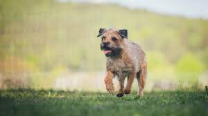 Image result for border teriér