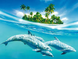 3d dolphin wallpapers top free 3d