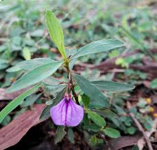 Image result for Afrohybanthus enneaspermus