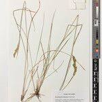 Image result for Eriochrysis