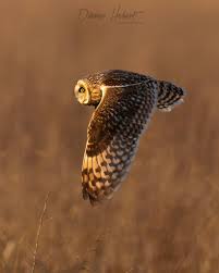Short ear owl cruising through a west coast tidal flat. Sonya1, 600mm f4,  1250 ss