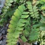 Image result for Adiantum incisum