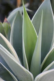 Image result for Buchnera attenuata