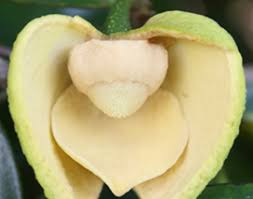 Kebiasaannya durian belanda berbunga di sepanjang tahun. Teknologi Muricata Shaker Bantu Pendebungaan Durian Belanda