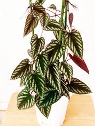 Image result for Cissus