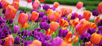 Happy international women's day flowers. Dear Women Happy International Women S Day Lada Ray Blog
