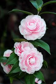 Pin On Flowers