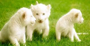 Many excellent dogs are available at low this breed is rarely available in india and is quite expensive. Top 10 Most Expensive Pets In The Whole World Topteny Com