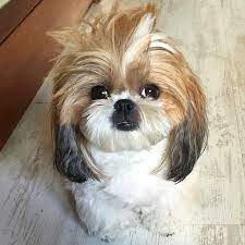 Shih Tzu In 2021 Shih Tzu Dog Shih Tzu Shih Tzu Puppy