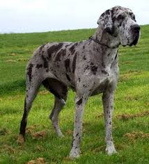 Black And Grey Spotted Dog Grey Spotted Great Dane Puppy Zoe Fans Blog Great Dane Dogs Dane Dog Dane Puppies