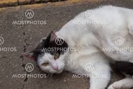 Possible reasons for them include poor dental hygiene and eating too many acidic or sugary foods. A White Cat With Black Spot By Alejandro Bernal Mostphotos