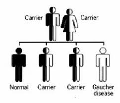 Gaucher Disease Physiopedia