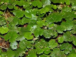 Image result for Hydrocotyle sibthorpioides