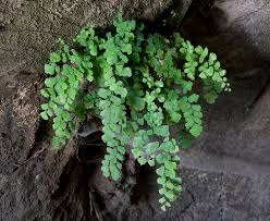 Image result for Adiantum capillus-veneris