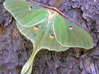 Black And Yellow Striped Caterpillar Georgia Big Green Monster Luna Moth Caterpillar Luna Moth Moth Giant Moth