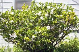 Applications of soil acidifier and iron did not seem to help. Home Gardenia Care Transplant Why Gardenia Leaves Turn Black Dry Off And Fall Off Photo