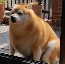 Share the best gifs now >>>. Create Meme Shiba Inu Akita Inu Thick Shiba Inu Pictures Meme Arsenal Com