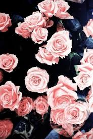 Flowers Roses On Pinterest We Heart It Pink Roses And Nature Flower Wallpaper Iphone Wallpaper Girly Cute Wallpapers