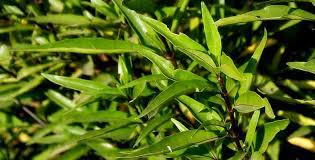 Dikutip tribunwow.com dari lifealth.com, ada beberapa solusi rumahan yang luar biasa dan mudah serta efektif untuk mengurangi pembengkakan yang terjadi karena cedera. Resep Herbal Keseleo Untuk Mengobati Bengkak Dan Nyeri Terkilir Deherba Com