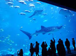 Great white shark, tiger yushan is one of 4 whale sharks that call the georgia aquarium home, and outside of asia, it's the only place. Its Different But Everybody Loves Whale Sharks Georgia Aquarium Aww