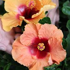 Image result for Hibiscus meyeri