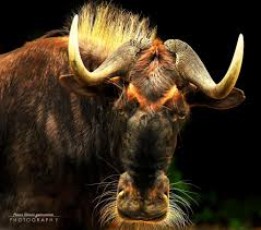 Will Da Beast Animals Wild African Animals Animals