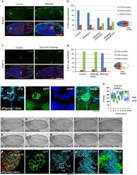 Святая троица | религиозное искусство, ме. Protein Tyrosine Phosphatase Ptpn3 Inhibits Lung Cancer Cell Proliferation And Migration By Promoting Egfr Endocytic Degradation Oncogene