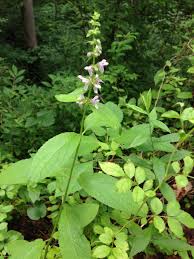 Image result for Stachys aculeolata