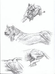 Cheetah Anatomy Sketch Smilodon Hunting Sequence Sketch 1 Artist Sketchbooks Study Resources For Art Studen Animal Sketches Animal Drawings Anatomy Sketches