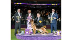 Watch the judging for best in show at the 2017 westminster dog show. Every Dog To Win Best In Show At Westminster Since 1970 Page 2 24 7 Wall St
