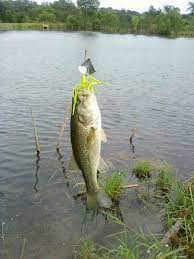 Buzzbait Bass Fish Bass Fishing Tips Fishing Techniques