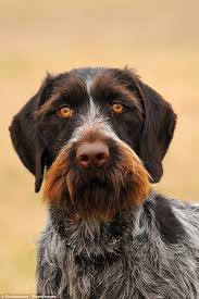Finding a german shorthaired pointer puppy has never been simpler, browse through our german shorthaired if you do not find the german shorthaired pointer puppy for sale that you are looking for then place your terrier whippet wire fox terrier wirehaired pointing griffon yorkshire terrier. German Wirehaired Pointer Breeder Warns Dog Should Not Be Pets After Girl Mauled In Neerim Junction Daily Mail Online