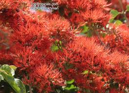 Image result for Combretum microphyllum