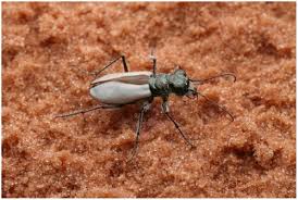 Image result for Rhynchosia albissima