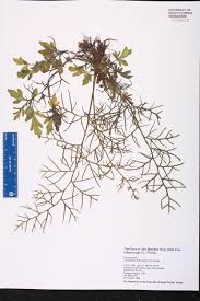 Image result for Parkeriaceae