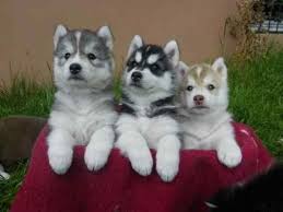 Visit www.malamutemania.com #malamutemania #malamutes #alaskanmalamutes #dog #dogs. Siberian Husky Puppies Sale Denver Husky Puppies For Sale Husky Puppy Husky