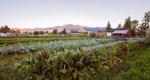 Garden city floral & gifts. Youth Farm Garden City Harvest