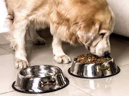 Combines a raised double diner and a storage space for up offers a convenient way to store and serve pet food. Best Dog Fool Bowls In 2019 Our Pets Gpet Outward Hound And More