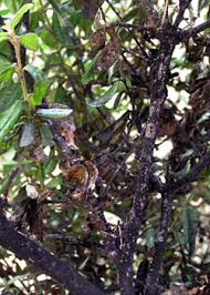 Image result for sooty mould