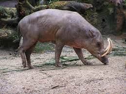 Look through examples of babi translation in sentences, listen to pronunciation and learn grammar. Babirusa Wikipedia