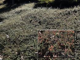 Check spelling or type a new query. Weed Control In Groundcover Planting In An Area Where A Pine Tree Has Been Removed The Dirt Gardener