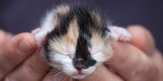 Bayi kucing yang masih memiliki induk cenderung lebih mudah untuk dirawat karena sebagian besar perawatan akan dilakukan oleh induk. Mengapa Anak Kucing Mati Mendadak Setelah Dilahirkan Goldenmaze
