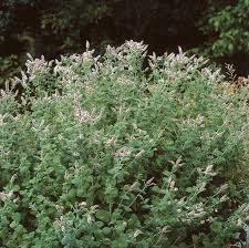 Image result for Mentha aquatica