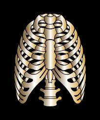 $8.99 free shipping on your first order. Rib Cage Skeleton Anatomy Digital Art By John Ko