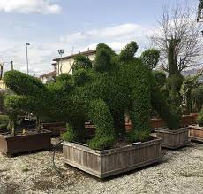 We did not find results for: Dinosaur Topiary Tree Buy Uk Ligustrum Jonandrum Topiary