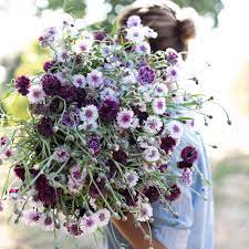 Bachelor S Buttons Classic Magic Bachelor Button Flowers Flower Farm Bachelor Buttons
