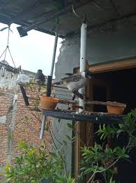 Cara perawatan burung kutilang putih sangatlah mudah sama dengan merawat burung jenis lainnya untuk merawat burung ini kita harus memilih bahan yang cenderung semua bahan yang kita baru beli sudah bunyi dan gacor. Tali Burung Kutilang Dan Trucukan Shopee Indonesia