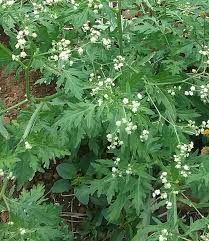 Image result for Parthenium