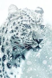 free image on pixabay leopard cheetah animal cat animals cheetah pictures leopard